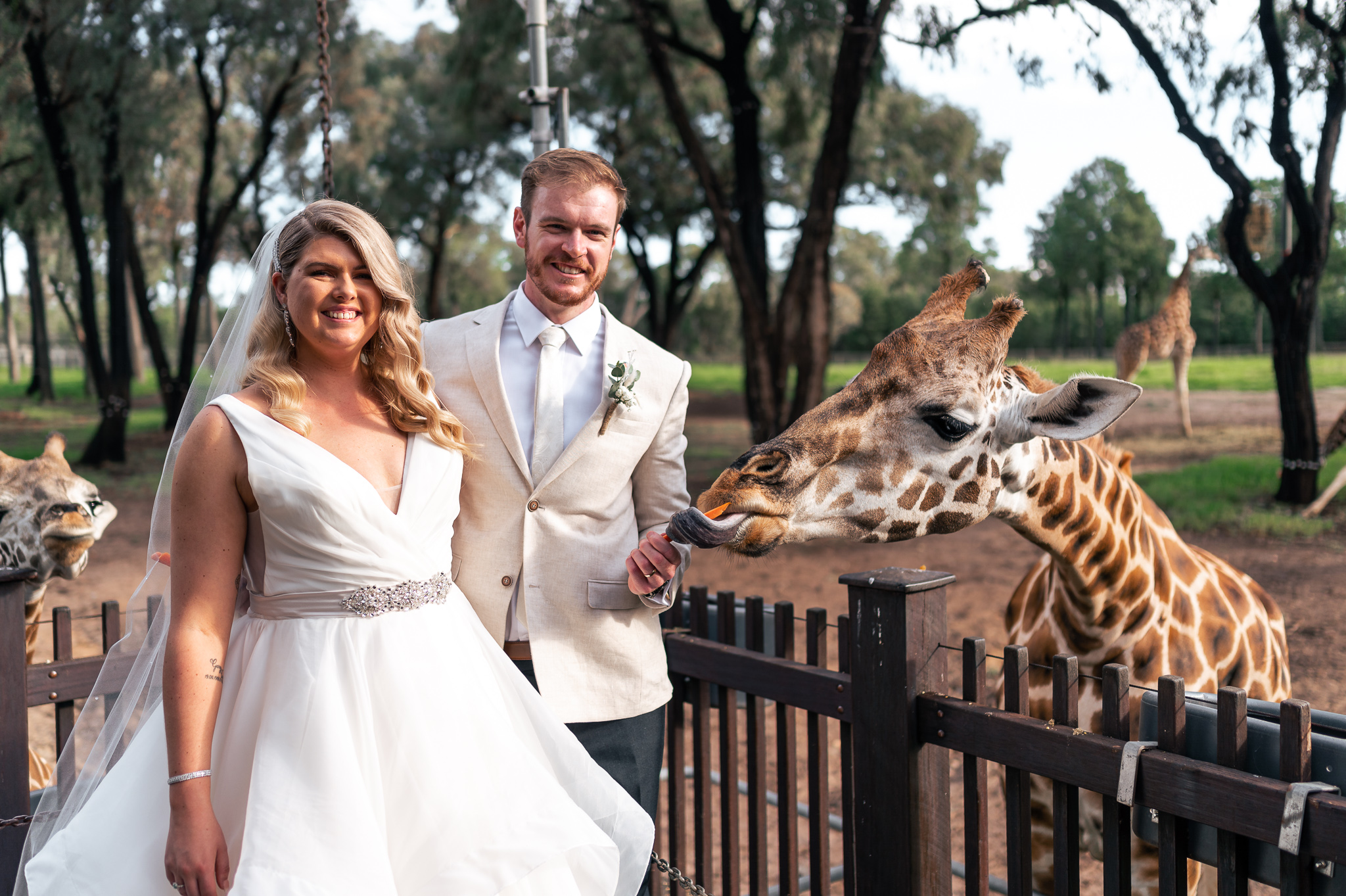 wedding photos with giraffe at dubbo zoo