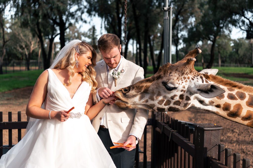 Wedding Photography with Giraffes at Taronga Western Plains Zoo Dubbo